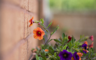 Flower brickwall purple orange tiltshift - a brick wall free wallpaper
