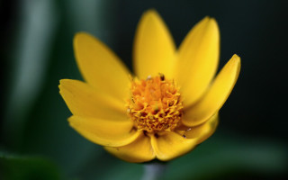 Yellow flower butterfly macro shallow - a yellow flower free wallpaper