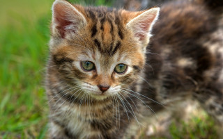 Small kitten grass outdoors cute - a small kitten free wallpaper