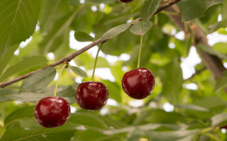 Cherry water drops bokeh 3d - a few drop of water free wallpaper