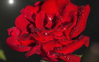 Red rose water droplets moon - a red rose free wallpaper