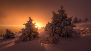 Sunset snowy mountain trees flakes - sunrise free wallpaper
