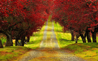 Autumn path red leaves green 2 - a green field free wallpaper