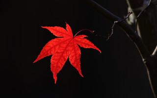 Red leaf night dark background - a red leaf free wallpaper for desktop