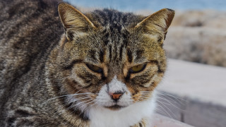 Cat ledge angry blurry background - a ledge free wallpaper