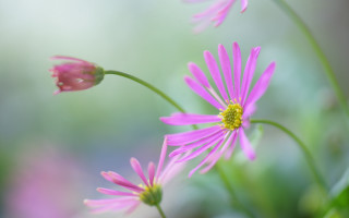 Pink flower macro blurry background 9 - f 8 aperture free wallpaper