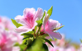 Pink flower green leaves blue 6 - chang daichien free wallpaper