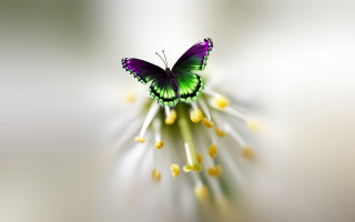 Green purple butterfly flower yellow - edge free wallpaper