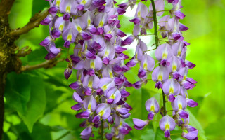 Purple flower branch nature garden - a tree branch in a forest free wallpaper