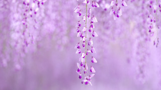Purple wisteria cherry blossoms falling - purple flower free wallpaper for desktop