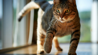 Black cat wooden floor bokeh - action pose free wallpaper