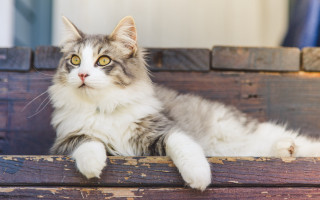 Sad cat wooden bench outdoors - a wooden bench free wallpaper