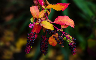 Branch red green berries macro - leaf and berries free wallpaper