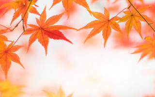 Leafy tree autumn sky blurry - postminimalism free wallpaper