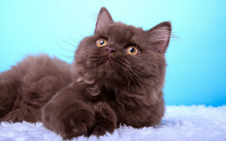 Brown cat laying white blanket - a blue wall behind free wallpaper