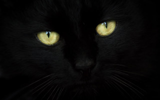 Black cat yellow eyes moonlight 3 - a black cat free wallpaper