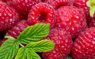 Raspberries leaves water droplets closeup - berry free wallpaper