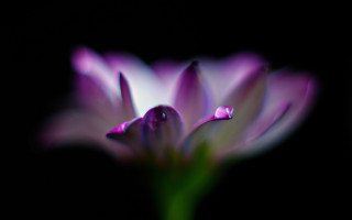 Flower holography macro blurry depth - blurry free wallpaper for desktop