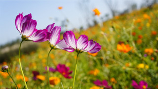 Flower field pink yellow bokeh - a few yellow flower free wallpaper