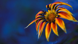 Colorful flower blue background holography - a colorful flower free wallpaper