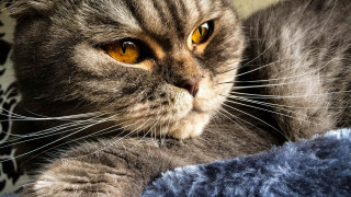 Cat blue blanket serious eye - a blue blanket free wallpaper