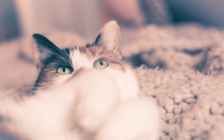 Cat blossoms tiltshift softfocus blurry - soft free wallpaper