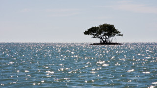 Lone tree ocean island ecological - a lone tree free wallpaper