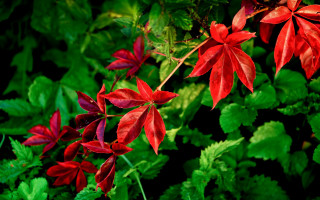 Red flower leaves butterfly forest - adobe lightroom free wallpaper
