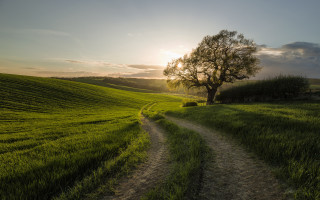 Dirt road green field tree 3 - a tree in the distance free wallpaper for desktop