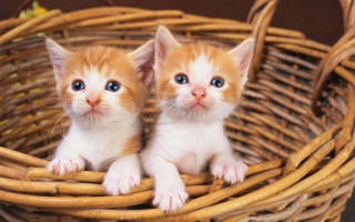 Kittens basket blue eyes symmetrical - symmetrical eye free wallpaper