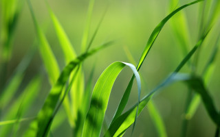 Grass blurry background macro nature - a green grass free wallpaper
