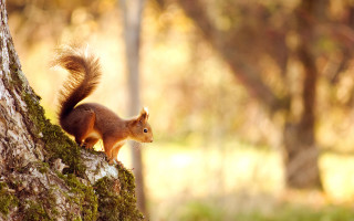 Squirrel tree trunk autumn blurry - a tree trunk free wallpaper