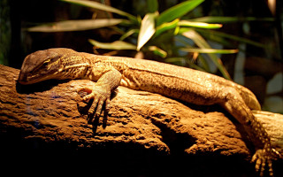 Lizard rock dark closed eyes - a lizard free wallpaper for desktop
