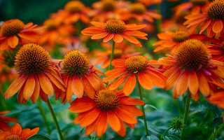 Orange flower field blurry background - focus free wallpaper