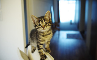 Tiny kitten white hat wooden - tiny free wallpaper