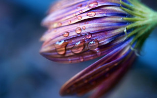 Purple flower water droplets blue - petal free wallpaper