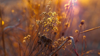 Plant yellow flowers backlighting autumn - a close up of a plant free wallpaper
