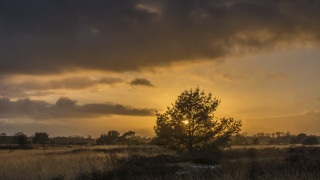 Tree sunset clouds horizon cityscape - a tree in a field free wallpaper