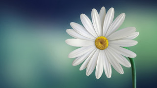 White flower yellow center green 13 - a green stem free wallpaper for desktop