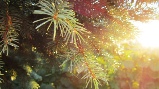 Pine tree sunshine branches christmas - branch free wallpaper for desktop