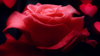 Red rose hearts macro rococo - a red rose free wallpaper