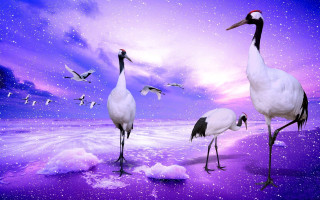 Birds beach night purple sky - ding guanpeng free wallpaper