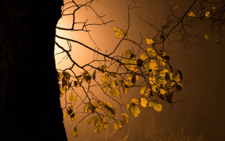 Tree branch yellow leaves night - atmospheric free wallpaper