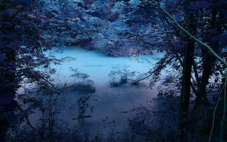 Night pond forest stars moon - tree and water free wallpaper