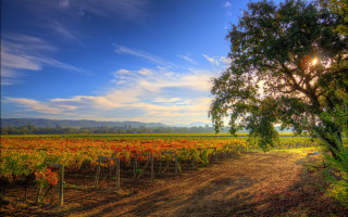 Dirt road tree sky clouds 2 - cloud and sun beams free wallpaper