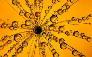 Yellow umbrella water droplets macro - ernst haeckel free wallpaper