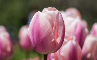 Pink flower closeup bokeh shallow - a blurry background of the petals and the petals free wallpaper