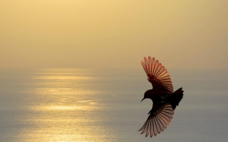 Bird ocean sun feathers wings - over the ocean free wallpaper
