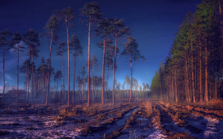 Dirt road forest trees blue - both side of it free wallpaper