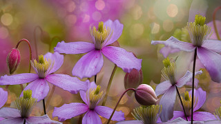 Purple flowers butterfly bokeh macro 2 - betty merken free wallpaper